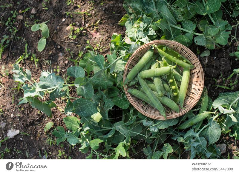 Harvested peapods in basket baskets harvested harvesting harvesttime Harvest Time harvests farm labour farm work farm labor working At Work nature natural world