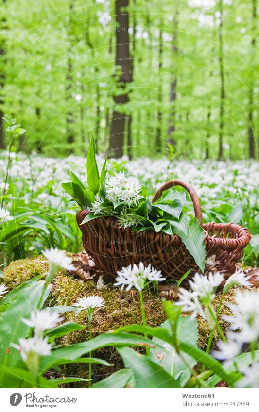 Germany, North Rhine-Westphalia, Eifel, wild garlic, Allium Ursinum, in wicker basket Medical Plant Medical Plants Medicinal Plants flowering blooming Growth