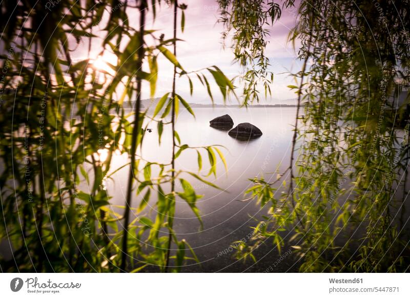 Italy, Lago Viverone at sunset evening in the evening dusk atmosphere atmospheric evening twilight cloudy cloudiness clouds Tree Trees boulder rock rocks