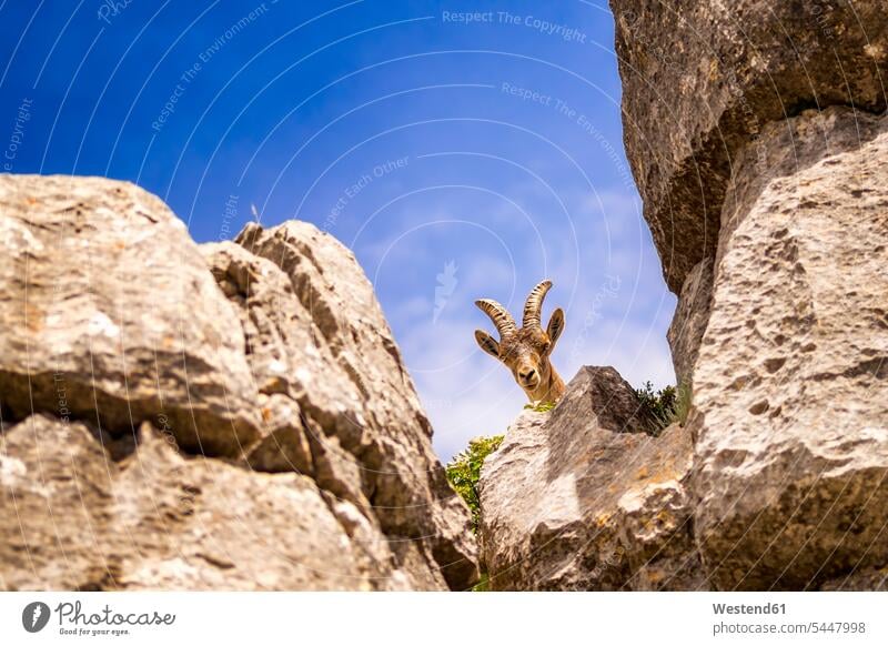 Spain, Malaga Province, El Torcal, Spanish wild goat Curiosity Curious one animal 1 wildlife Animal Wildlife wild life looking at camera looking to camera