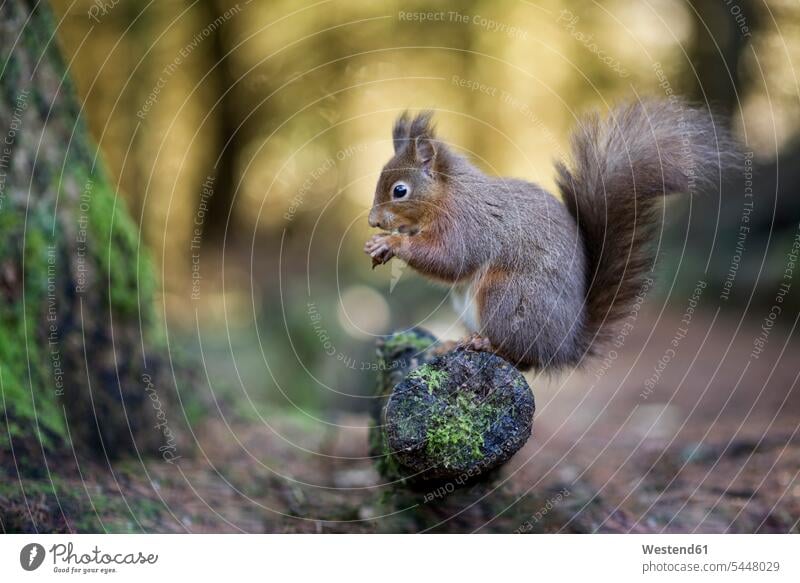 Portrait of eating red squirrel Nut Nuts nature natural world Lens Flare Lens Flares Lensflare Reflection lens glare wild animal wild animals Animal In Wild