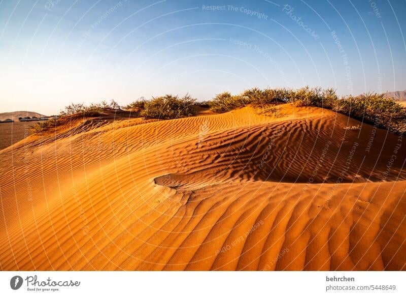 heartland namibia Desert Africa Namibia Far-off places Sossusvlei Sandstorm Dune 45 Sesriem Wanderlust Warmth