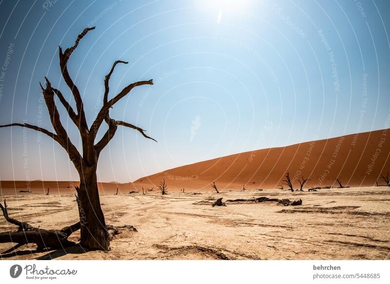 heated Shadow Environmental protection Transience Acacia Climate change Dry Drought Sky Dead trees deadvlei magical duene dunes sand dune Impressive especially