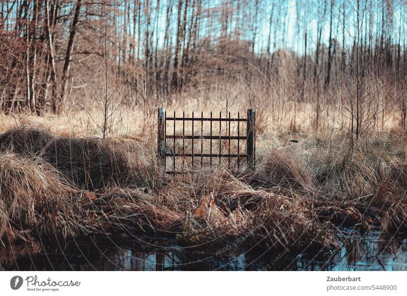 Lonely gate stands on marshy meadow in tall grass in front of trees Gate Strange Meadow Marsh Bog flow Forest Water Nature Landscape Agriculture Management