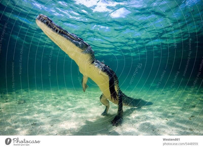 Mexico, American crocodile under water nature natural world swimming diving dive waters body of water awe Fascinating awesome amazing Awesomeness awe-inspiring