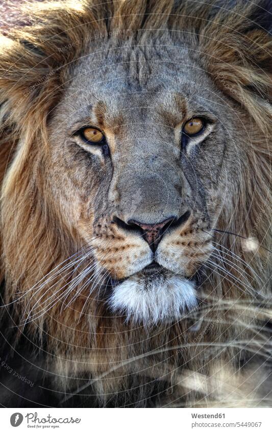Portrait of a lion watching observing observe one animal 1 outdoors outdoor shots location shot location shots front view frontal View From Front Frontal View