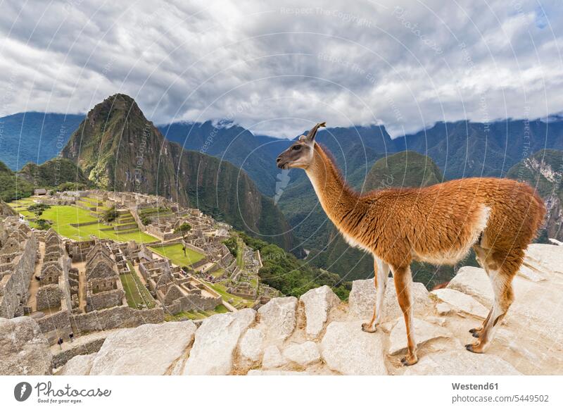 Peru, Andes, Urubamba Valley, llama at Machu Picchu with mountain Huayna Picchu mountains Old Ruin Ruins Old Ruins Architecture outdoors outdoor shots