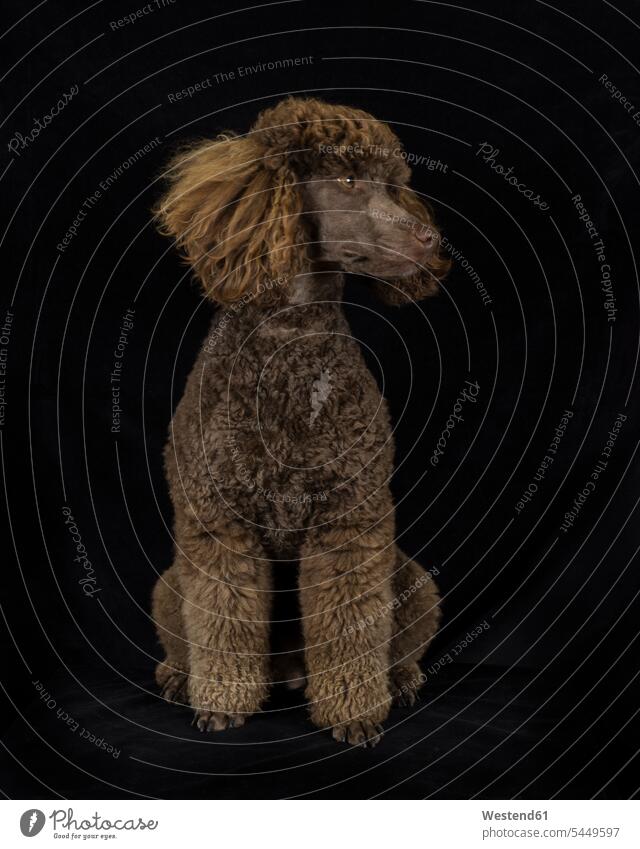 Brown poodle sitting in front of black background pets poodles one animal 1 white creatures animals looking away look away Seated dark animal portrait