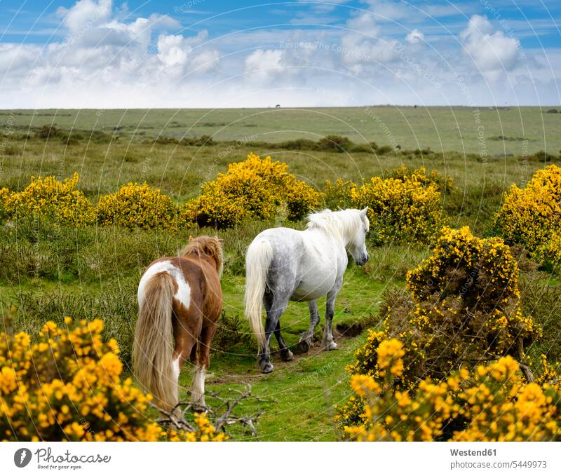 UK, Devon, two Dartmoor ponies at Dartmoor National Park cloud clouds tranquility tranquillity Calmness Dartmoor pony wild animal wild animals Animal In Wild