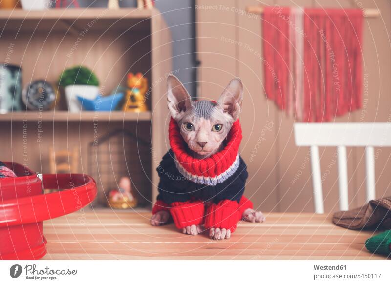 Portrait of Sphynx cat on table wearing pullover portrait portraits cats sweater jumper Sweaters pets animal creatures animals Table Tables front view frontal