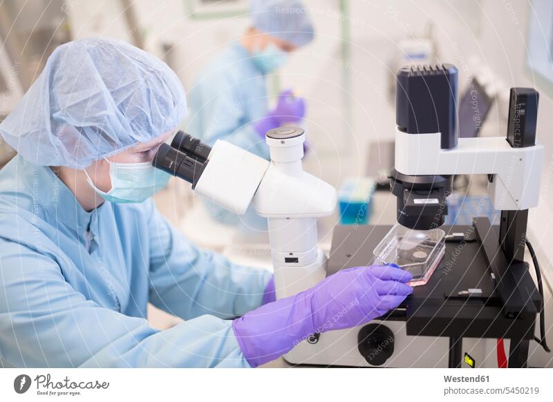 Checking of stem quality in cultivation containers in laboratory for drug production microscope microscopes science sciences scientific examining checking