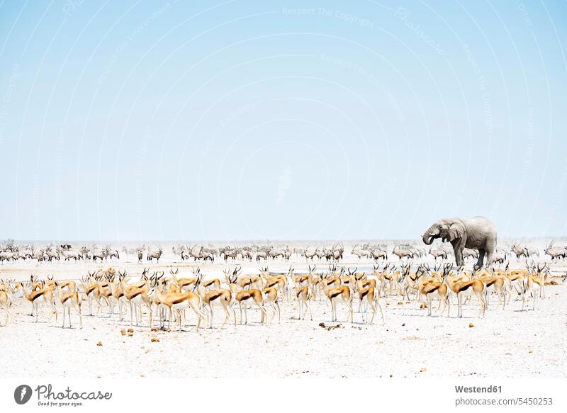 Namibia, Etosha National Park, elephant surrounded by Springboks and Oryx Surrounding outdoors outdoor shots location shot location shots abundance Plentiful