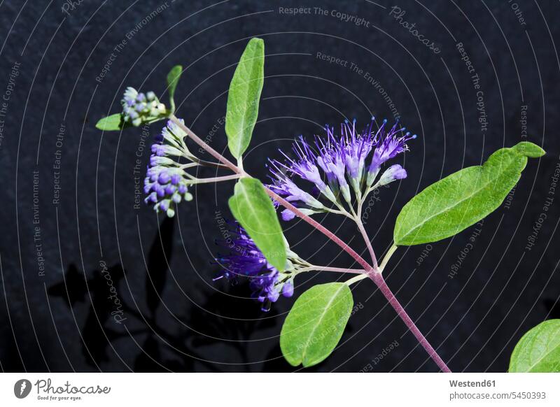 Caryopteris clandonensis in front of dark background nature natural world stalk Stipes Plant Stem stalks Stems Plant Stems Inflorescence Inflorescences Spadix