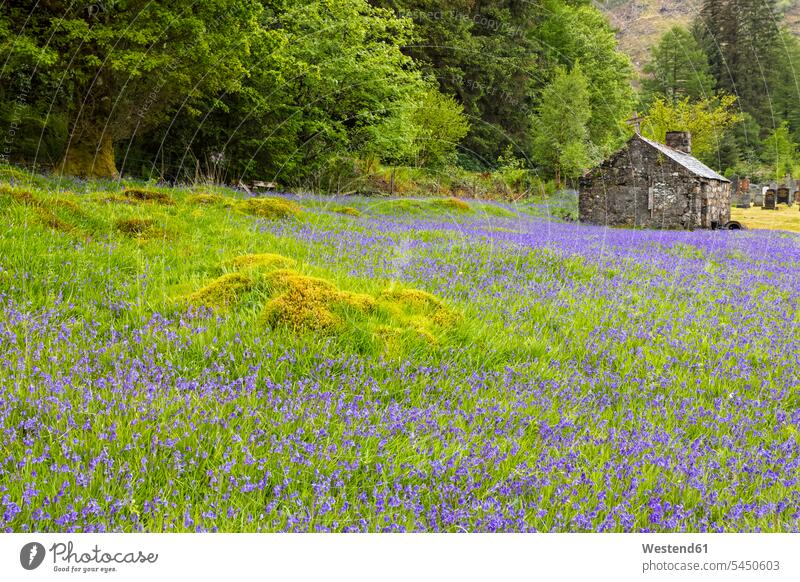 UK, Scotland, Highland, Ballachulish, bluebells next to St. John's church Travel rural country countryside tranquility tranquillity Calmness day daylight shot