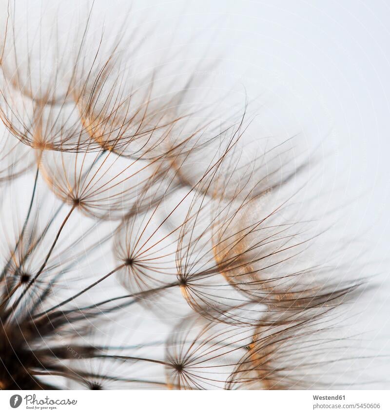Meadow Salsify, close-up beauty of nature beauty in nature close up closeups close ups close-ups white background detail Extreme Close-Up details Part Of