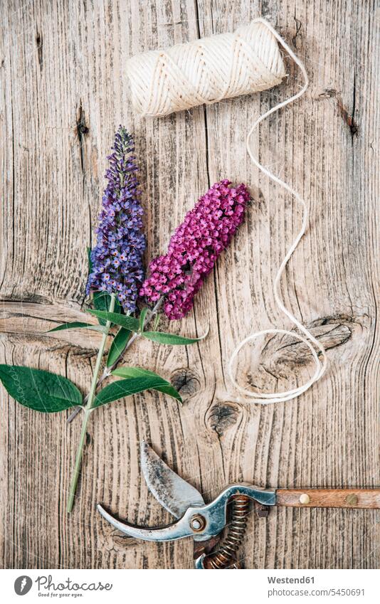 Buddleja flowers with pruner on woodden background still life still-lifes still lifes blossom Blossoms Blooms blossoming flowering flower head flower heads