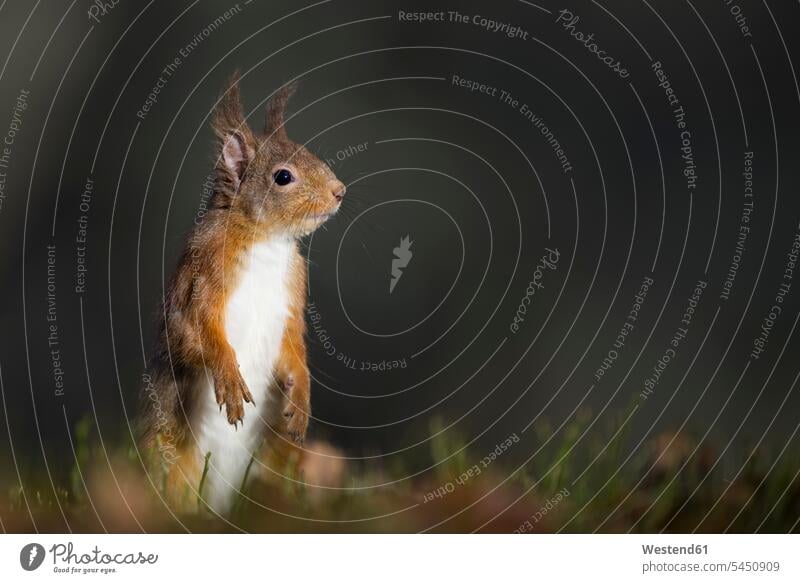 Red squirrel animal creatures animals nobody standing cute twee Cutie copy space inquisitive inquisitiveness curious nosy inquisitively interested Curiosity