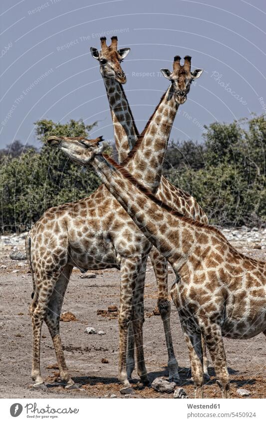 Namibia, Etosha National Park, three giraffes habitat animal neck animal necks three animals 3 3 animals rural scene Non Urban Scene sky skies Travel