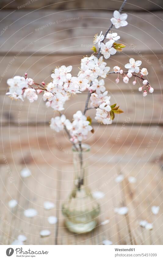 Twigs with white flowers in a vase vases focus on foreground Focus In The Foreground focus on the foreground nobody flowering blooming copy space Flower Flowers