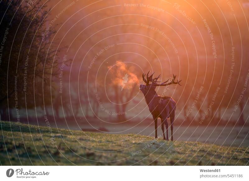 England, Red deer rutting, Cervus elaphus belling animal behaviour Animal Behavior heat standing mating season pairing season morning mood landscape landscapes