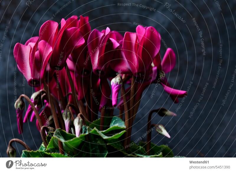 Pink Cyclamen in front of dark ground winter hibernal copy space flowering blooming potted plant potted plants pot  plants pot plant Part Of partial view