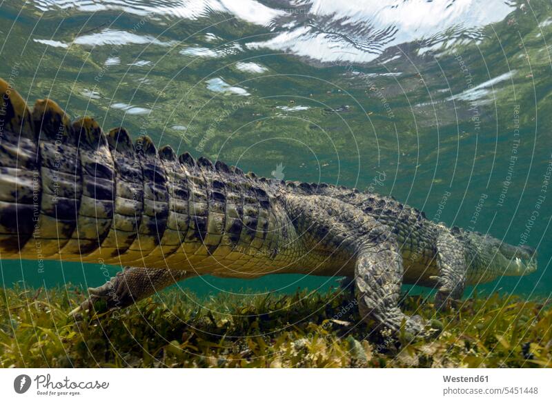 Mexico, American crocodile under water Banco Chinchorro nature natural world animal themes Sea Life sealife Aquatic wildlife Animal Wildlife wild life awe