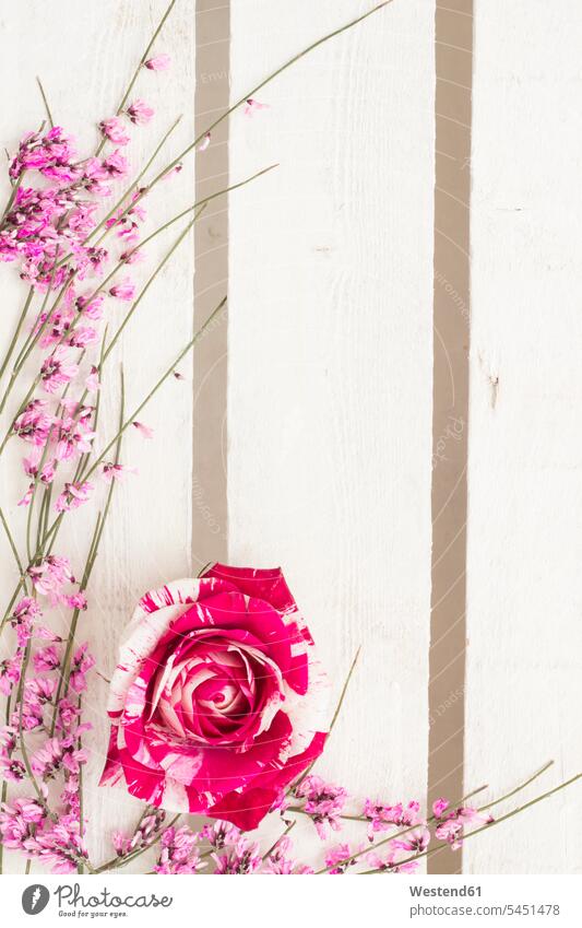 Floral arrangement with rose blossom on white wood Arrangement Positioning Positionings Arrangements pink Rosy decorative decoratively stalk Stipes Plant Stem