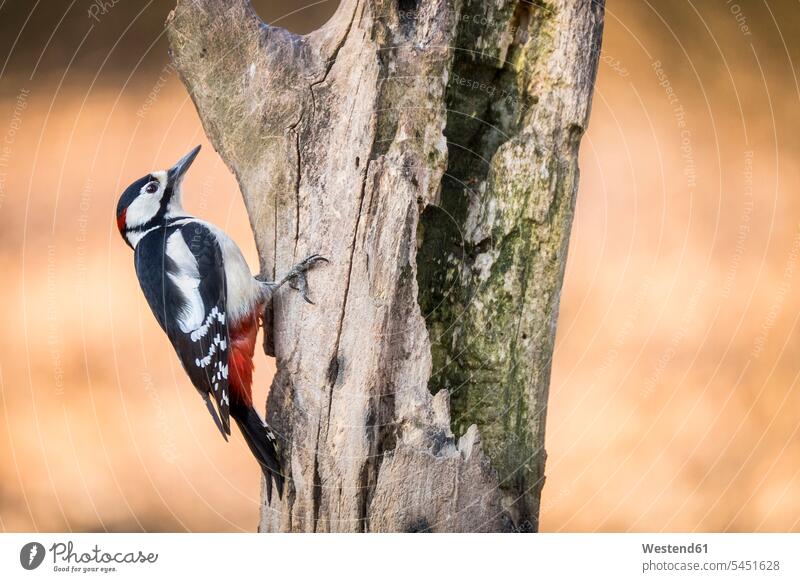 Portrait of Great spotted woodpecker nobody great spotted woodpecker great spotted woodpeckers dendrocopos major copy space Tree Trunk Tree Trunks wildlife