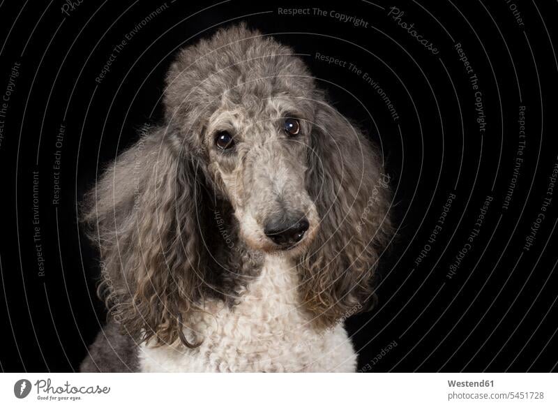 Portrait of poodle in front of black background pets bicolored two colored two coloured bicoloured two-tone sitting Seated poodles one animal 1 white creatures