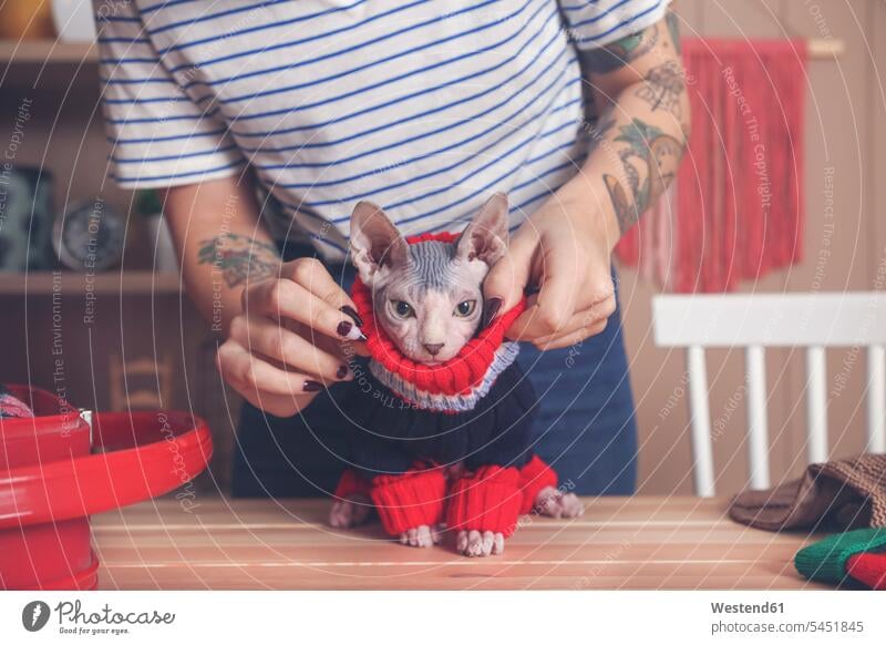 Cat wearing clothes Stock Photos, Royalty Free Cat wearing clothes Images