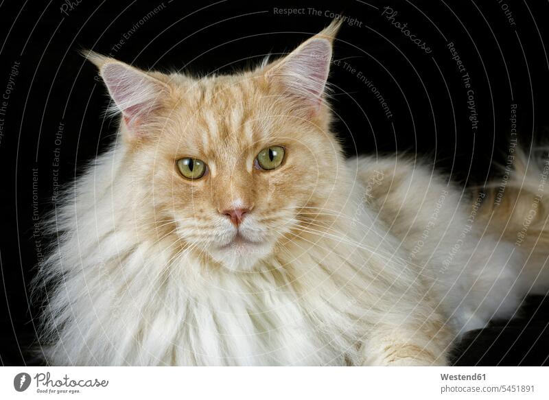 Portrait of Maine Coon lying in front of black background fluffy relaxed relaxation looking at camera looking to camera looking at the camera Eye Contact