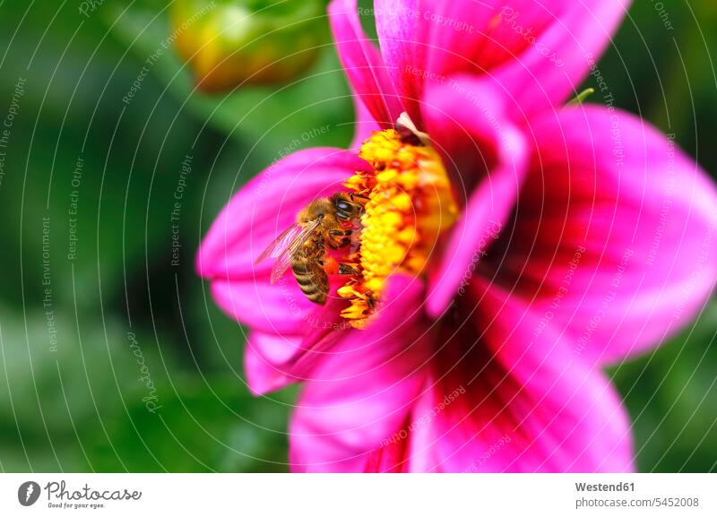 Honeybee at dahlia honeybee honeybees honey bee honey bees apis animal themes pollen Pollens pink magenta Flower Flowers Development developing Developments