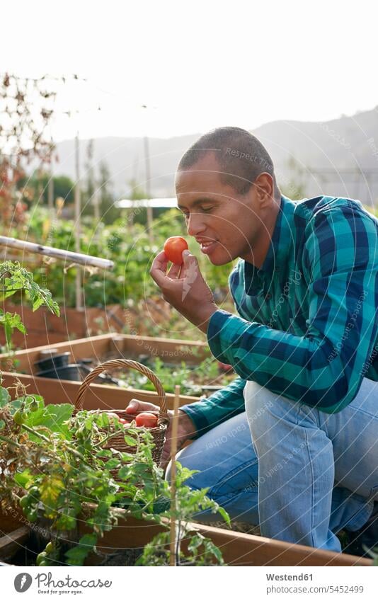 Smiling young farmer smelling a tomato agriculturists farmers agriculture scent flavor fragrance flavour scents fragrances scenting aroma harvesting garden