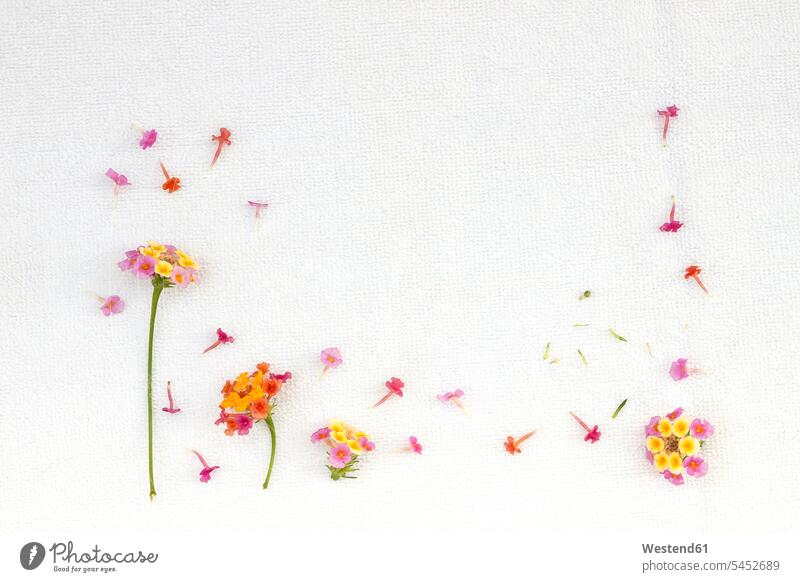 Lantana camara on light background plain background cut out cutout Leaf Leaves Flower Flowers blossom flowers Blossoms Blooms blossoming flowering