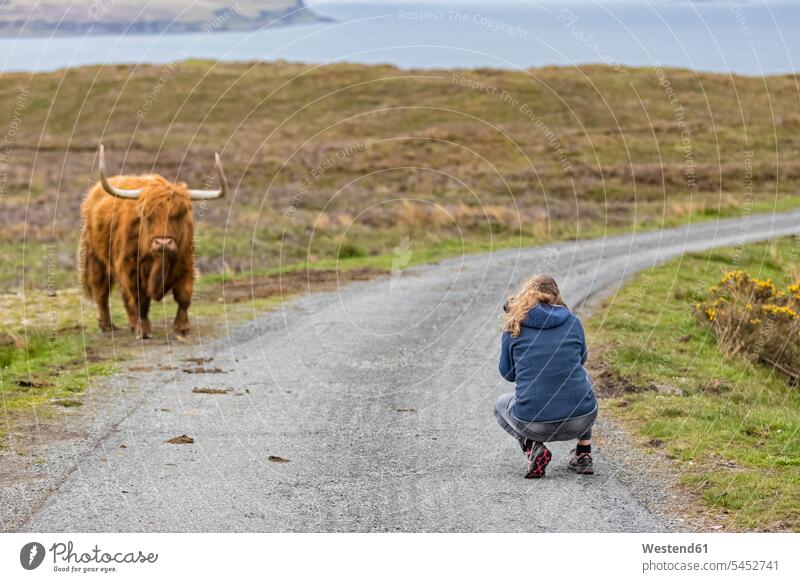 UK, Scotland, Inner Hebrides, Isle of Skye, tourist taking picture of Highland Cattle caucasian caucasian ethnicity caucasian appearance european coast