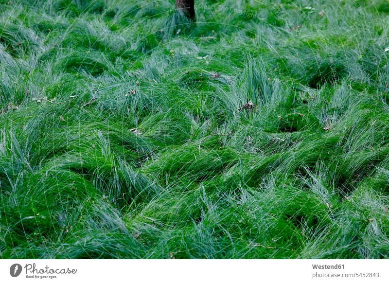 Green grass nature natural world Growth growing Freshness fresh day daylight shot daylight shots day shots daytime background forest soil close-up close up