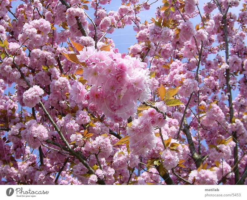 florid Blossom Spring Jump Blossoming