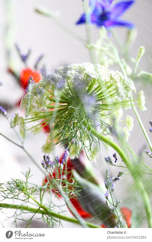 Flower jumble | section of a bouquet of flowers Flower mess Flower chaos plants cut flowers Bouquet Still Life Wild carrot Marsh rosemary White Green Red Violet