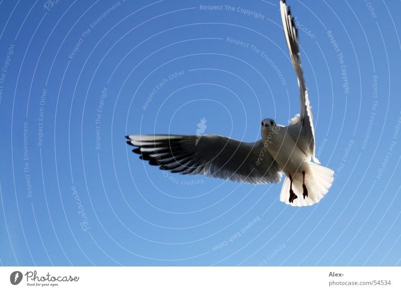 outlaw Bird Seagull Air Sailing Freedom seagulls Sky Blue Flying Aviation