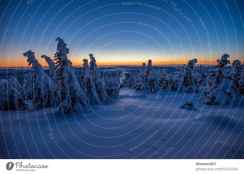 Germany, Saxony-Anhalt, Harz National Park Brocken in winter in the evening Conifer Coniferae Coniferous Trees Conifers Solitude seclusion Solitariness solitary