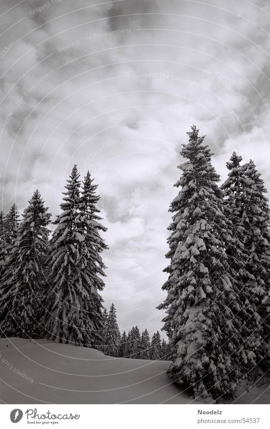 white trees Winter Tree Clouds White Forest Ski resort Hoch-Ybrig Snow Sky