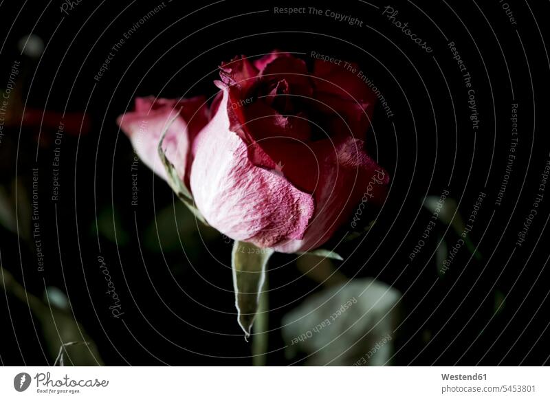 Withered pink rose against black background, close up - a Royalty Free Stock  Photo from Photocase