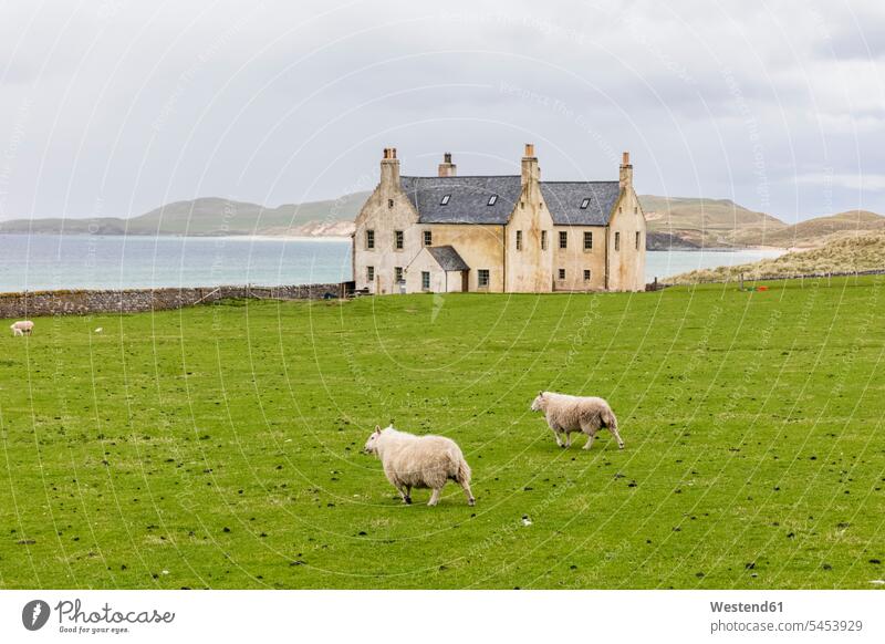 UK, Scotland, Durness, Balnakeil, sheep at Elliot Houses coast coastline coast area Seacoast seaside livestock group of animals Ovis day daylight shot