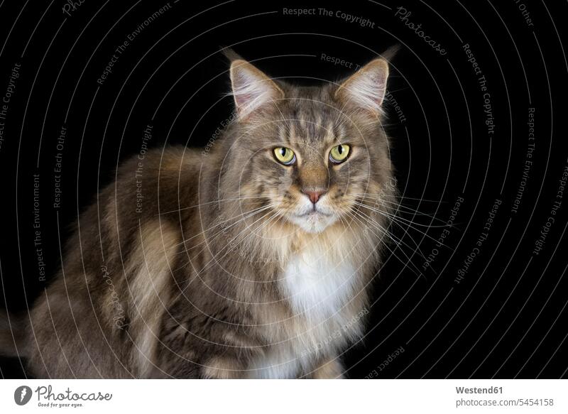 Portrait of Maine Coon in front of black background staring gazing glare gaze glaring stare nobody mysterious mystical looking at camera looking to camera