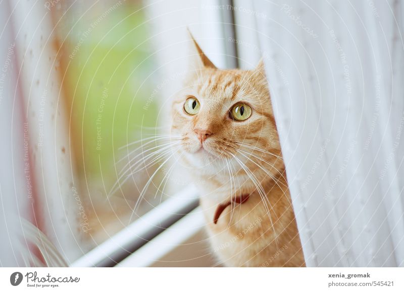 Red cat Animal Pet Cat Animal face 1 Drop Love of animals Calm Idyll hangover kitten Window pane raindrops at home Domestic cat Cat eyes Colour photo