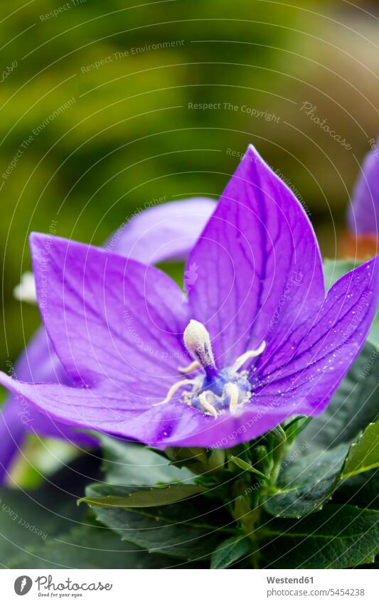 Blossom of Balloon Flower nobody flowering blooming blooming plant blooming plants Flowers flower head flower heads Pistil Pistils pollen Pollens close-up