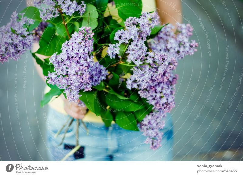 lilac Dessert Summer Sun Nature Plant Spring Beautiful weather Warmth Flower Leaf Blossom Foliage plant Agricultural crop Wild plant Garden Park Blossoming