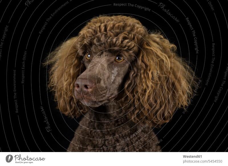 Portrait of brown poodle in front of black background animal creatures animals looking sideways sideways glance Sideway Glance side glance animal themes