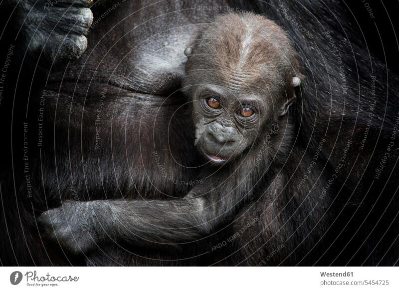 Portrait of gorilla baby in mother's arm in front of black background black backgrounds Security Secure full-grown young animals animal child animal children