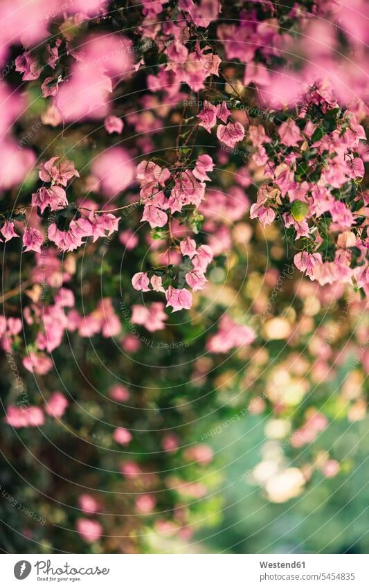 Detail of pink blossoms nature natural world spring springtime Spring Time spring season flowering blooming flowers Blossoms Blooms blossoming Plant Plants